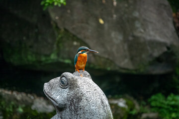 Wall Mural - Tiny Eurasian kingfisher (Alcedo atthis) in a Park in central Taipei, Taiwan