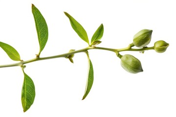 Green jojoba bean on stem solitary