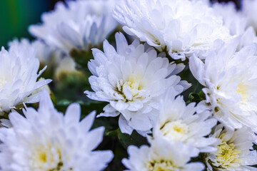 Wall Mural - Beautiful macro view of white chrysanthemum flowers covered in raindrops.