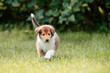 © ScullyPictures - American Collie Welpe