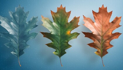 Sticker - three oak leaves in different stages of autumn color change from green to brown in isolated on transparent background