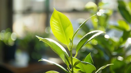 Wall Mural - A leafy green plant with a bright green leaf in the foreground