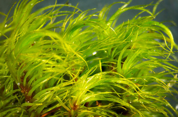 Poster - Broom moss gametophyte, Dicranum scoparium, with falcate secund leaves.