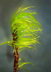 Poster - Branch of a broom moss, with falcate secund leaves.