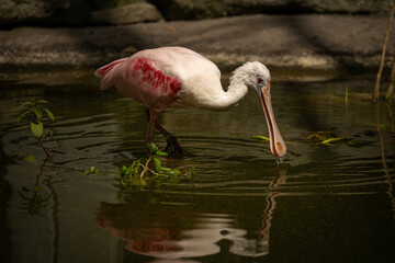 Canvas Print - The pink skunk has its feet in the water.