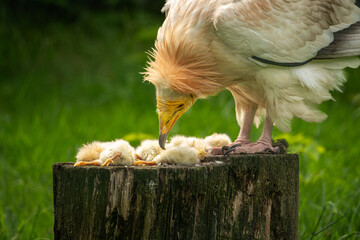 Wall Mural - A scavenger vulture on a log near dead chicks.