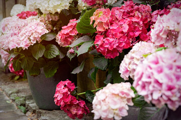 Poster - Blooming pink hydrangea in garden pots	