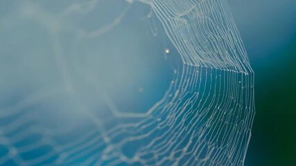 spider web in the water