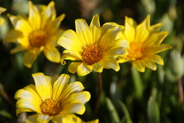 Yellow Blooming Sea Dahlia of Southern California 