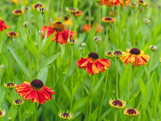 Wall Mural - Helenium sneezeweed flowers and buds in a garden