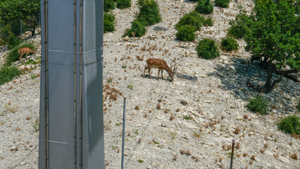 brown nature young wildlife doe wild mammal female outdoor grass deer green animal