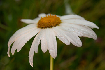 Close up of daisy during a rainy day 