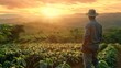 © innova - farmer working on coffee field at sunset