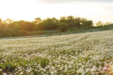 Wall Mural - beautiful spring natural landscape of field with flowers