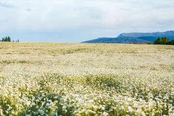 Wall Mural - beautiful spring natural landscape of field with flowers