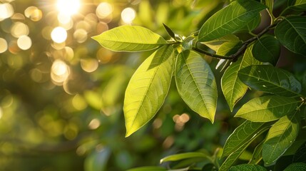 Sticker - Close-up of green leaves with sunlight and bokeh in the background