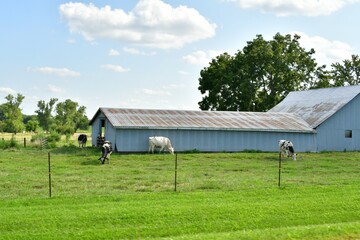 Wall Mural - Cows by a Metal Barn in a Farm Field