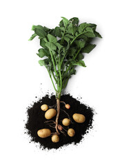 Wall Mural - Potato plant with tubers and soil isolated on white, top view