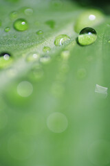 Poster - Macro shot of rain droplet or dew on green plant