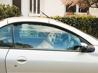 A dog sits in the driver's seat of a parked car, gazing out of the window, surrounded by greenery and a residential building, reminding us to never leave pets in hot cars due to rapid temperature rise