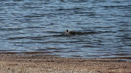 Wall Mural - small duckling swimming in lake near shore (minnewaska state park) duck bird footage wildlife