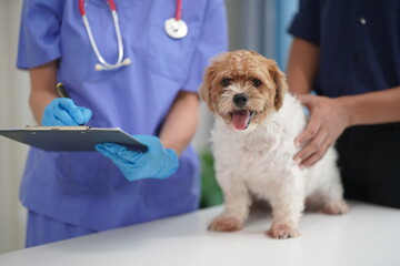 At a modern veterinary clinic, a Panshi Tzu puppy sits on an examination table. Meanwhile, a female veterinarian assesses the health of a healthy dog ​​being examined by a professional veterinarian.