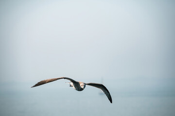 A young European herring gull Larus argentatus gliding effortlessly over a calm, blue sea in the Netherlands, highlighting the bird's majestic wingspan and serene flight