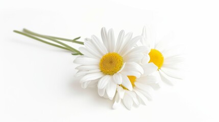 Two white daisies are standing upright on a white background