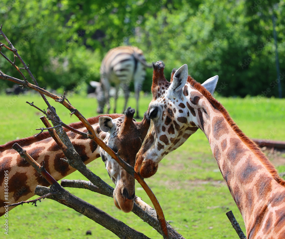The giraffe (Giraffa camelopardalis) is an African even-toed ungulate ...
