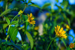 © Jordan - Yellow Smooth Oxeye Flowers