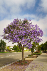 Wall Mural - Beautiful flowering Jacaranda tree in city park with a cloudy sky in the background