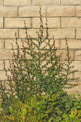 Wall Mural - Climbing fig on a brick wall. Brick wall adorned with green ivy