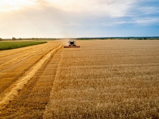 Sticker - combine harvester working in a field of golden wheat 