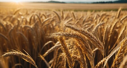 Canvas Print - golden wheat field background