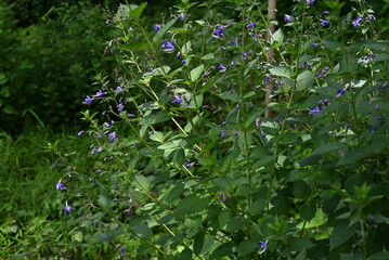 Poster - Blue mist spiraea (Tripora divaricata) flowers. Lamiaceae perennial plants. Blue-purple flowers bloom from summer to autumn.