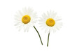 © Photography - Pair of Chamomile Daisies On PNG Background