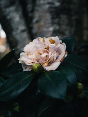 Sticker - Camellia flower