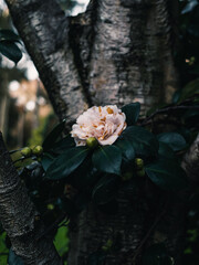 Sticker - Camellia flower