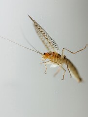 A detailed shot of a jumping bristletail on a whit 73 1 insect, macro, isolated, bug, animal, mosquito, nature, white, fly, close-up, pest, closeup, malaria, wildlife, cricket, brown, antenna, gnat, c