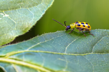 Canvas Print - state potato beetle