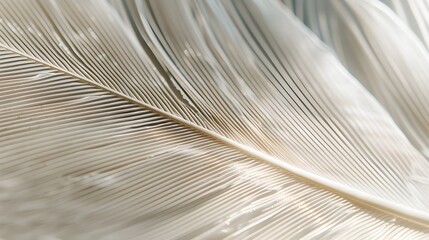 Wall Mural - Macro image of one large white feather. Depth of field of lines, abstract summer nature background