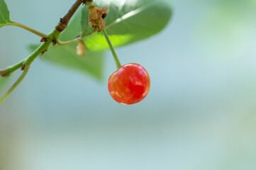 close-up of a cherry tree on a branch for the background