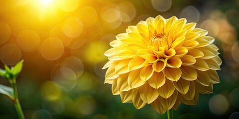 Wall Mural - Close-up of a yellow dahlia flower in sunlight against a dark bokeh background, yellow, dahlia, flower, sunlight, dark, bokeh