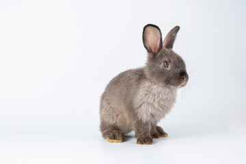 Healthy lovely baby bunny easter rabbit on white background. Cute fluffy rabbit on white background Animal symbol of easter day festival.