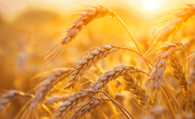 Wall Mural - Golden wheat field illuminated by the setting sun.