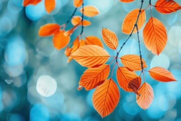 Wall Mural - Vibrant orange leaves on delicate branches stand out against a blurred blue-green bokeh background, creating a stunning autumnal scene