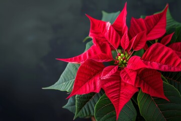 Canvas Print - Red poinsettia against dark backdrop a Christmas flower