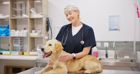 Poster - Mature woman, doctor and veterinarian with dog for healthcare or medical checkup, consultation and vaccine. Clinic, insurance and animal or pet with smile for medicine with support, care and welfare