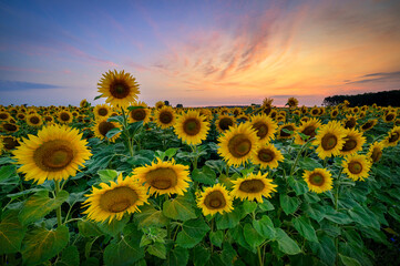 Canvas Print - Beautiful sunset over sunflowers field