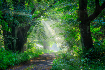 Wall Mural - Beautiful sunny morning in green forest